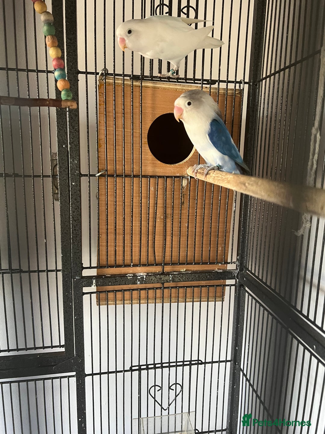 Lovebirds birds for sale: lovebird - Image 6