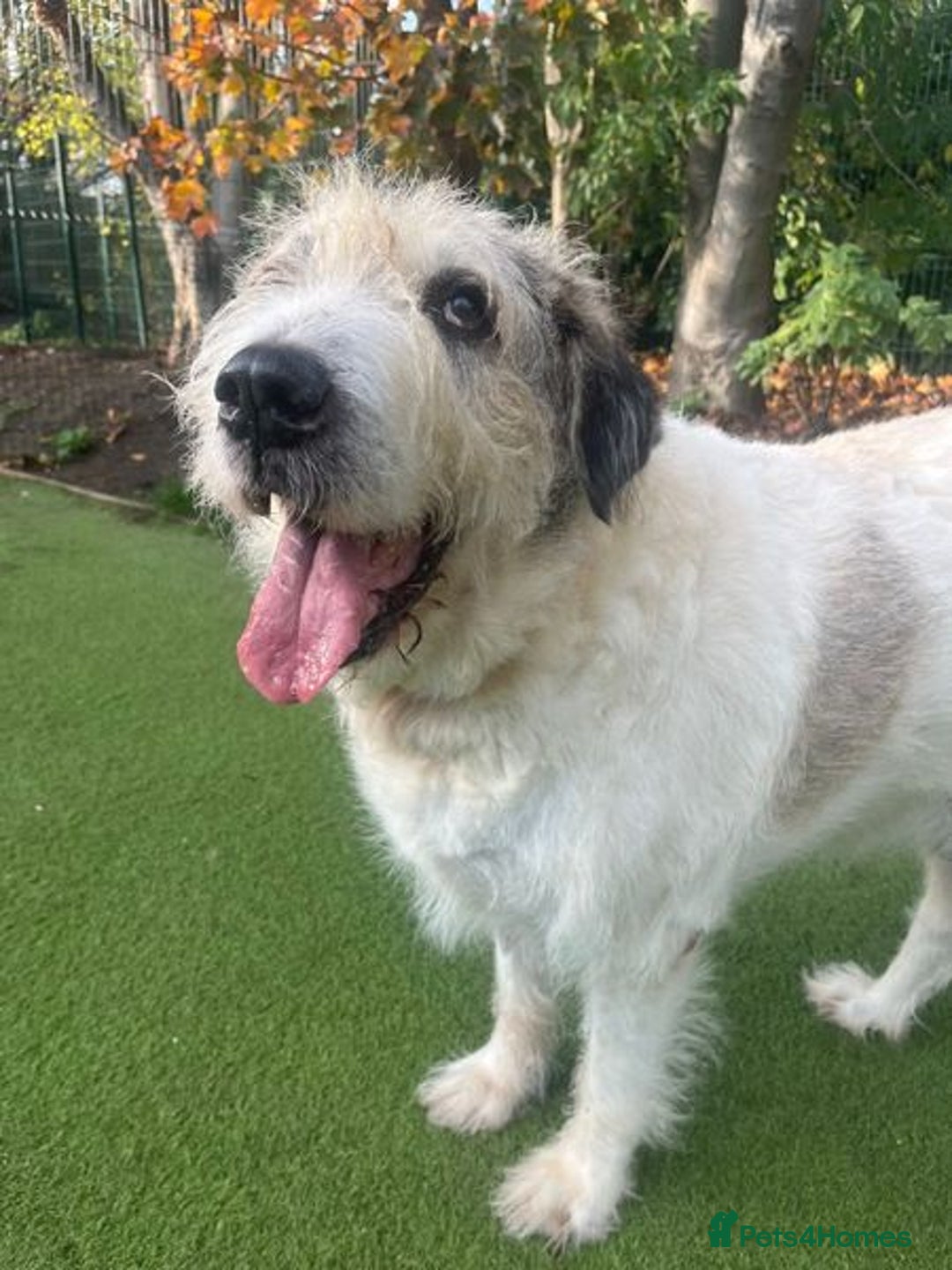 Mixed Breed dogs for adoption: Ted is 15 years young, sadly in need of a home!  - Advert 8