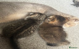 Scottish Fold cats for sale: 3 Scottish folds  in Uckfield - Image 6