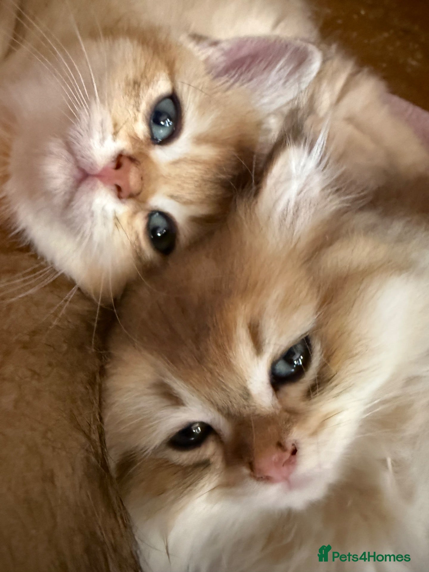 British Shorthair cats Champion lines golden BSH & BLH kittens - Advert 1