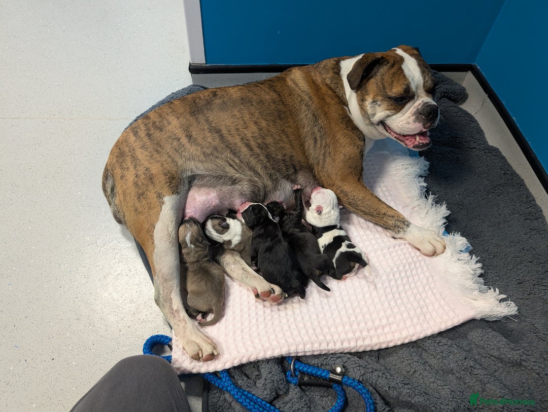 Old Tyme Bulldog dogs for sale: Old tyme bulldog pups  - Image 3