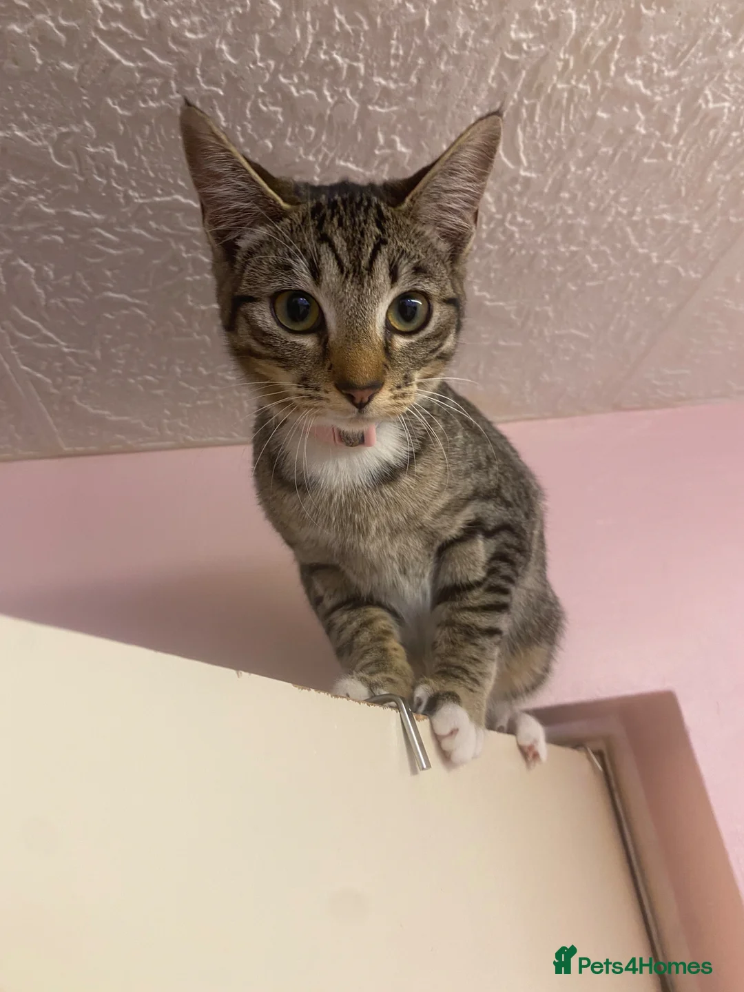Mixed Breed cats for sale: Half Siamese kitten  in Wolverhampton - Advert 1
