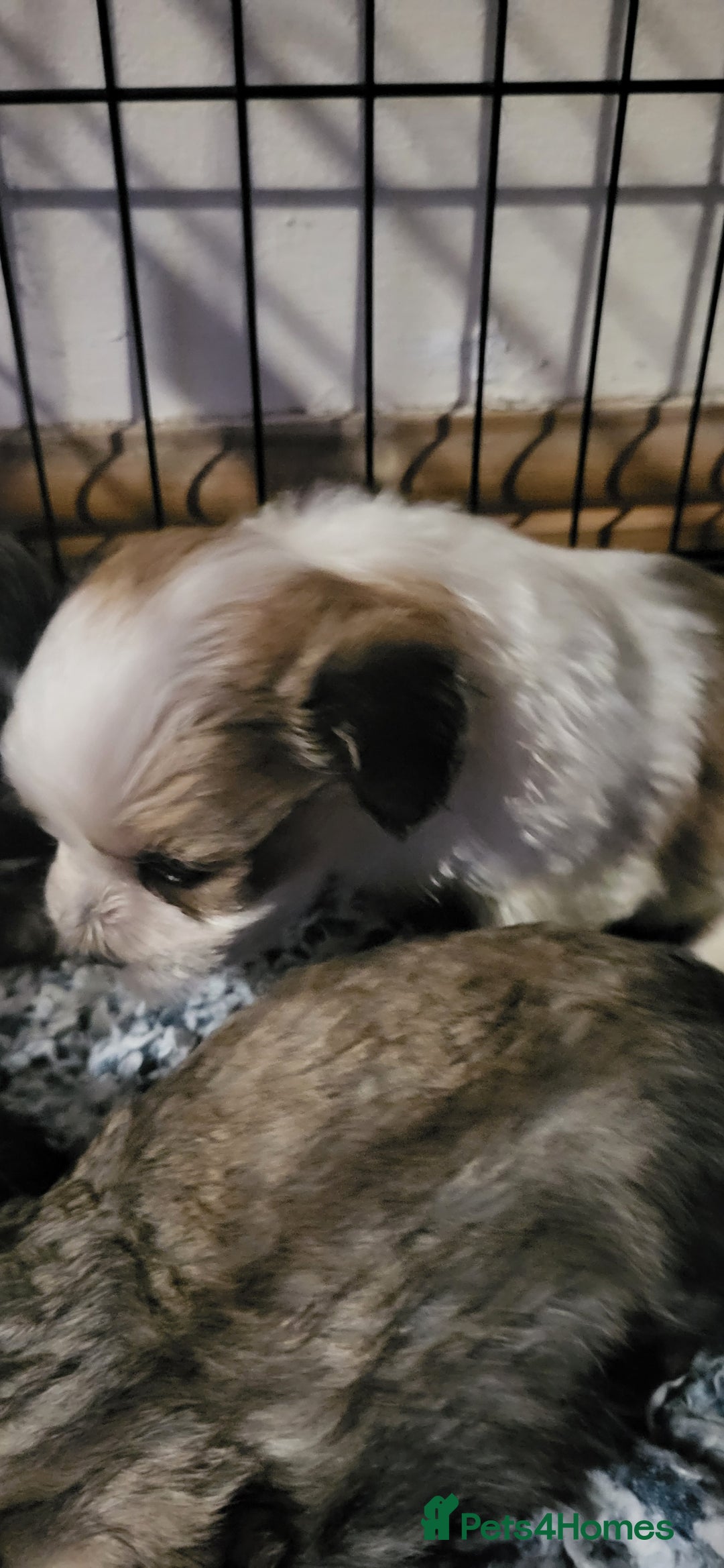 Lhasapoo dogs for sale: 4 Lhasa Apso X poodle (Lhasapoo) puppies - Image 4
