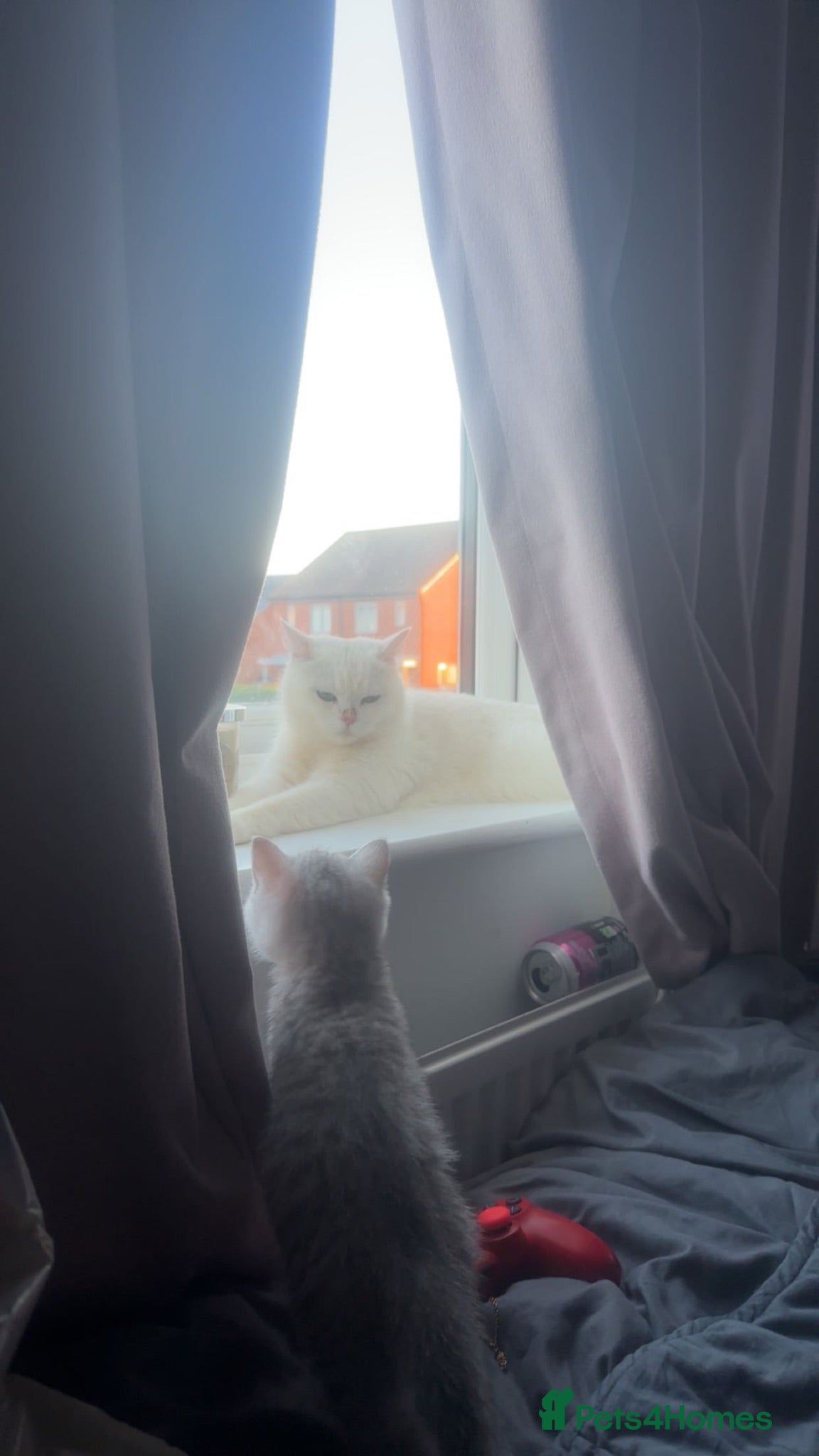 Persian cats female persian 10 month old cat  - Advert 1