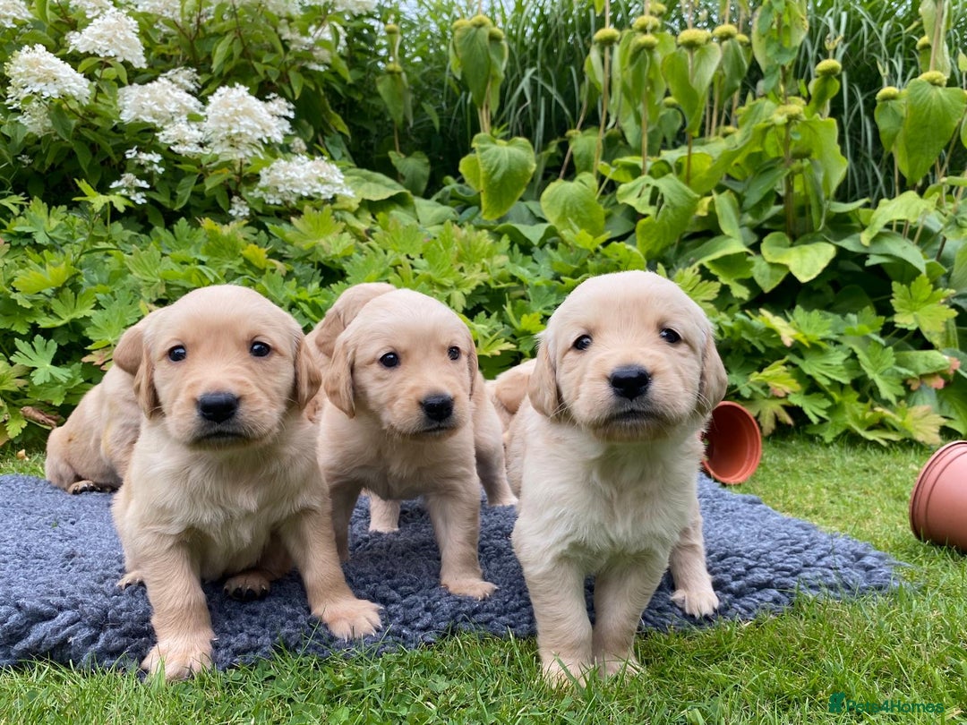 Goldador dogs for sale: Gorgeous Goldador Puppies for Sale - Image 7