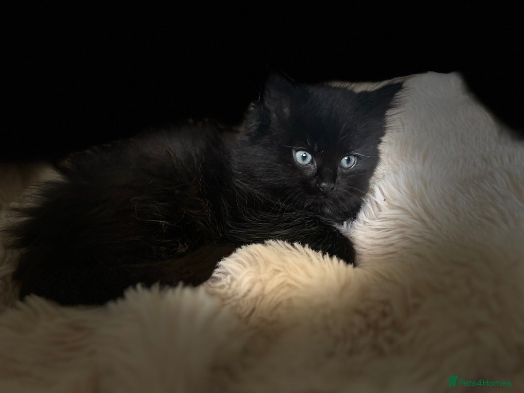 Ragdoll cats for sale: Cute black Luna - Image 4