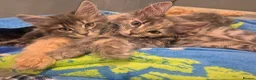 Maine Coon cats for sale:  Final 2 Majestic Maine coons - Advert 10