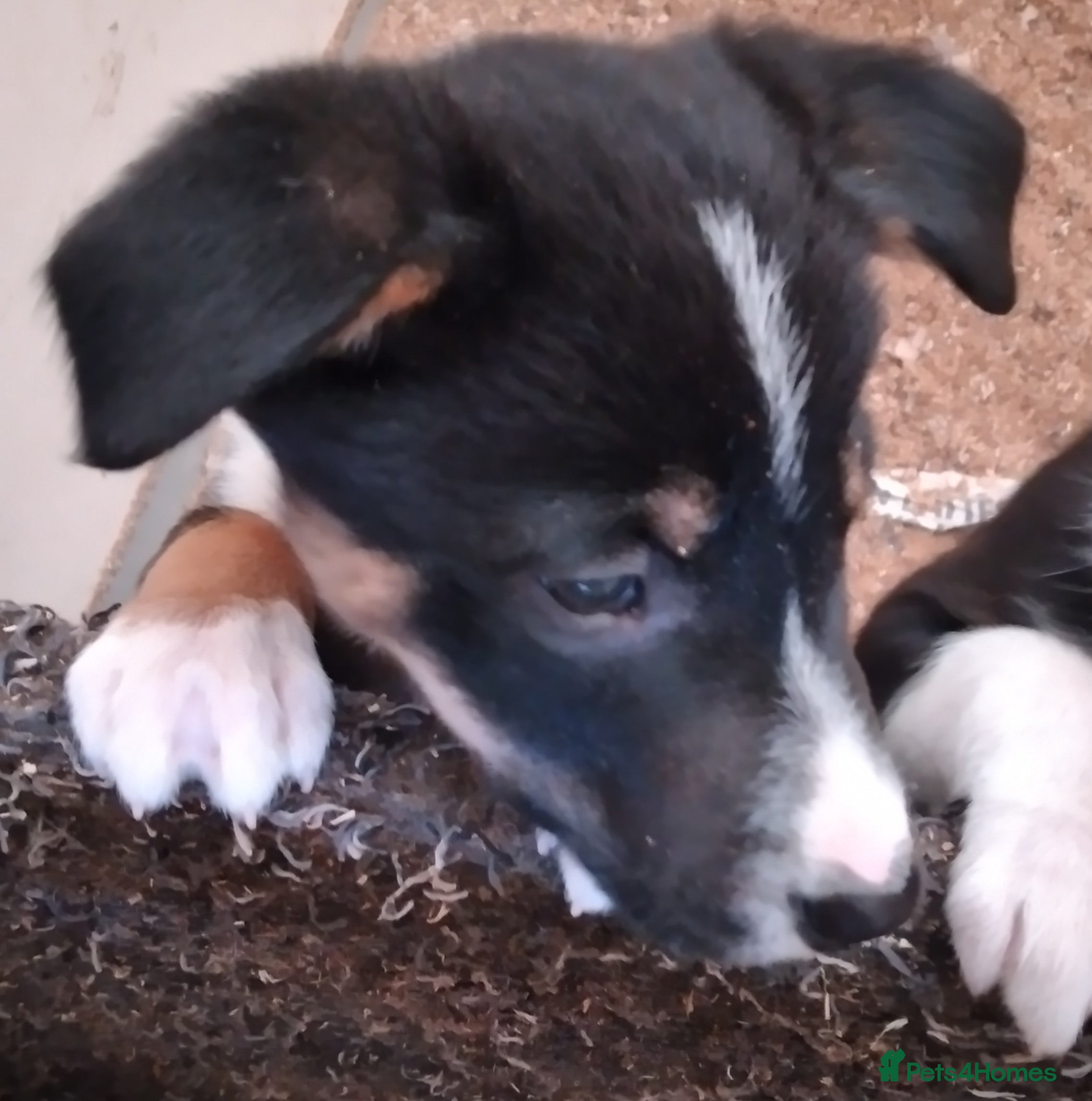 Border Collie dogs 1 Border Collie*Ready* - Advert 12