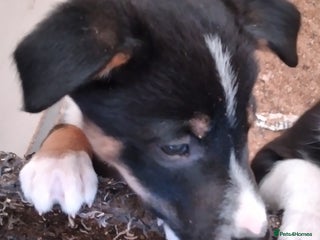 Border Collie dogs 1 Border Collie*Ready* - Advert 12