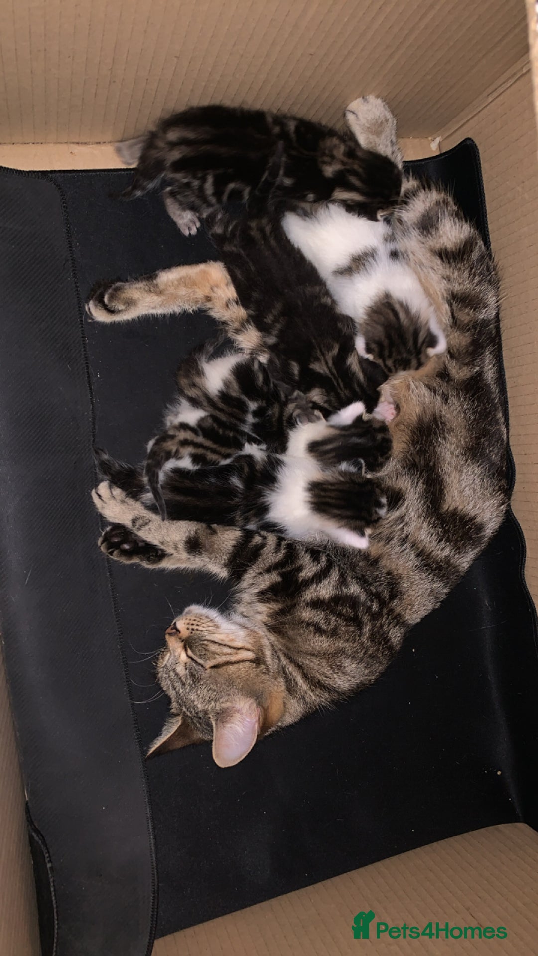 British Longhair cats for sale: Kittens for sale  - Image 13