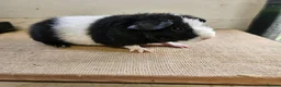 Guinea Pig rodents for sale: Teddy boars & sows  - Advert 1