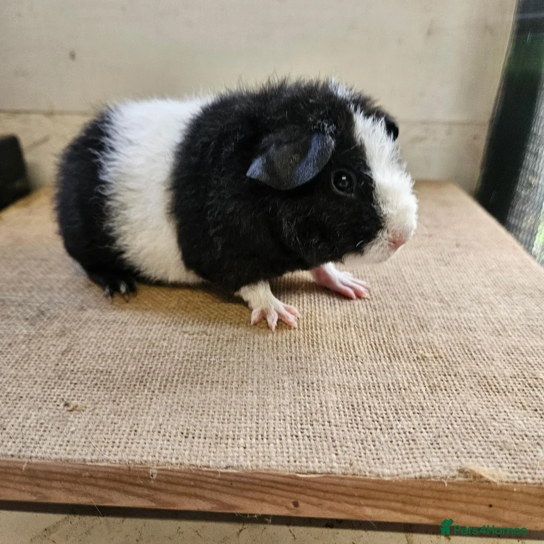 Guinea Pig rodents for sale: Teddy boars & sows  - Advert 1