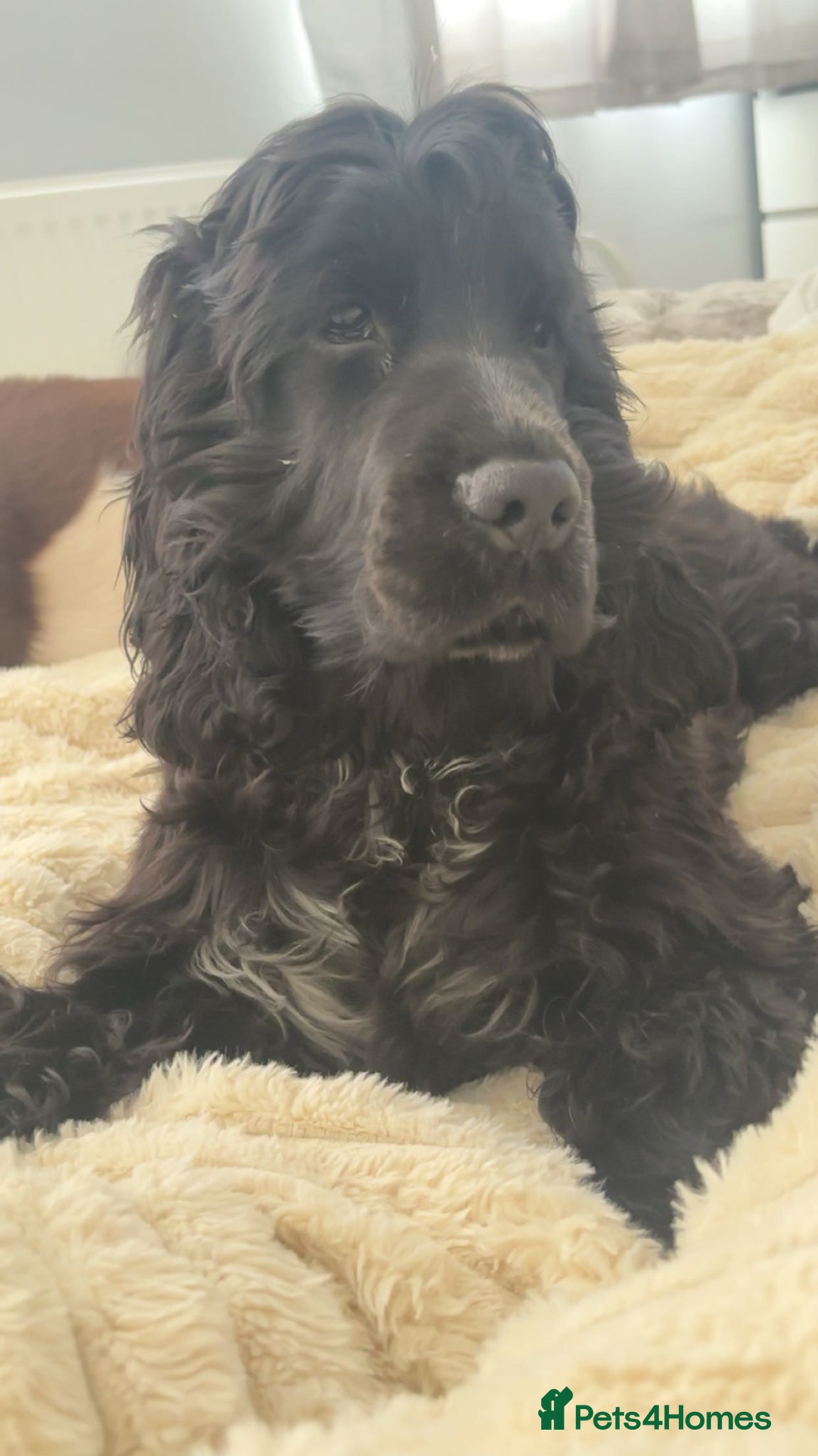 Cocker Spaniel dogs Show cocker spaniel pup - Advert 3