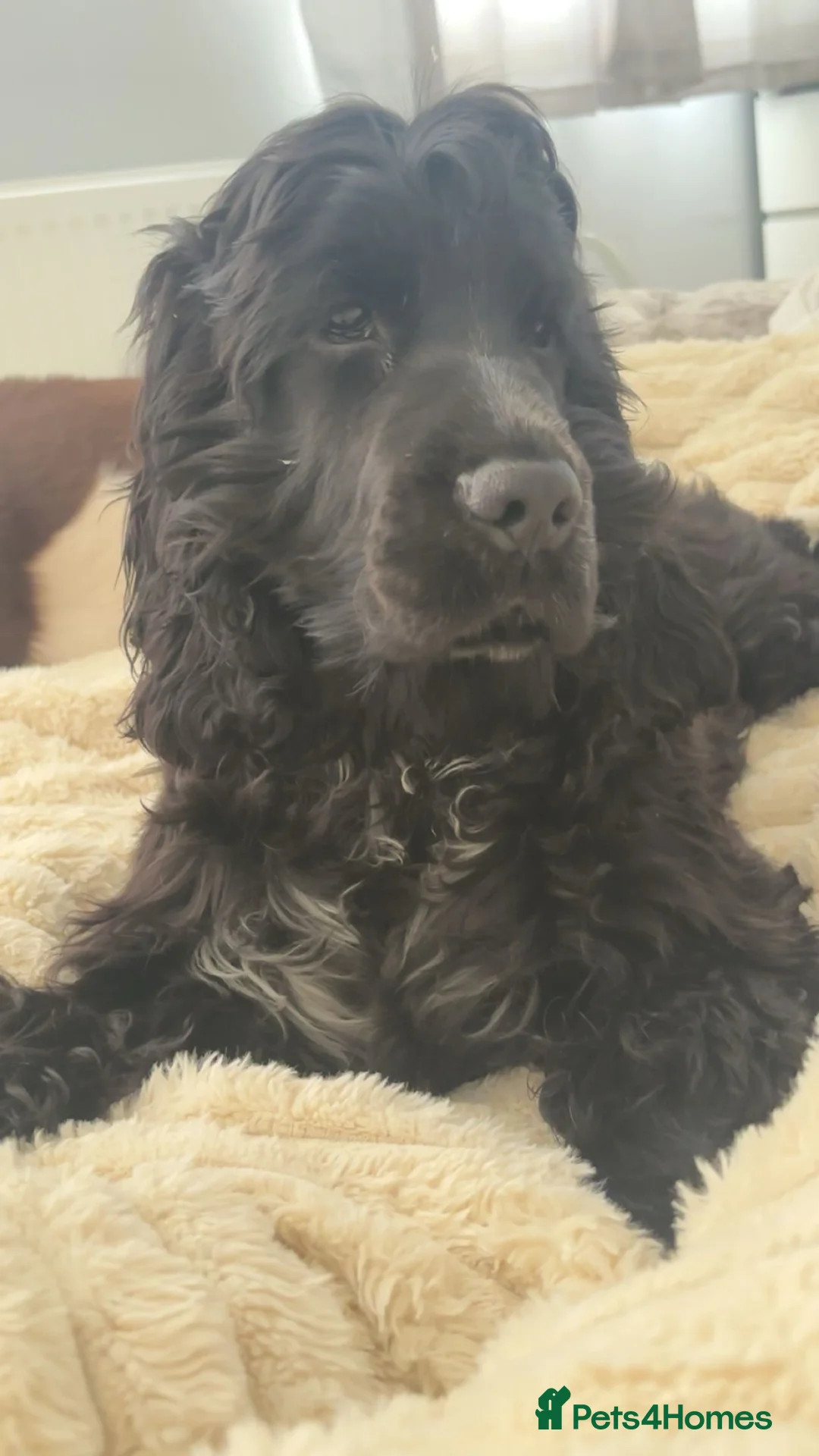 Cocker Spaniel dogs for sale: Show cocker spaniel pup in Worksop - Advert 1