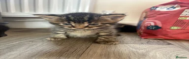 Tigger