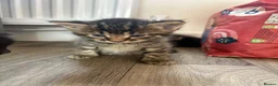 Mixed Breed cats for sale: 3 beautiful kittens  - Advert 5