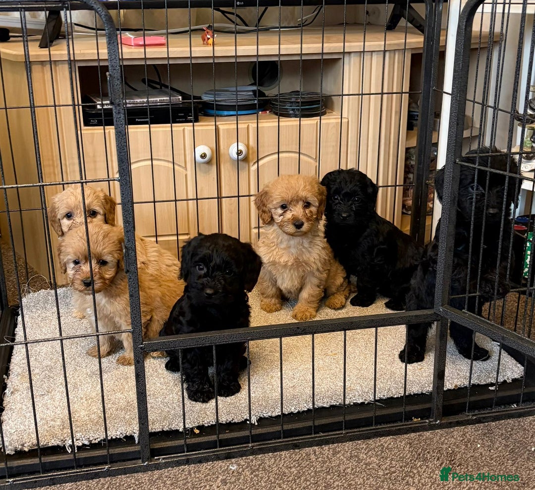 Cockapoo dogs for sale: cockerpoo puppies 3boys 3girls  - Advert 6