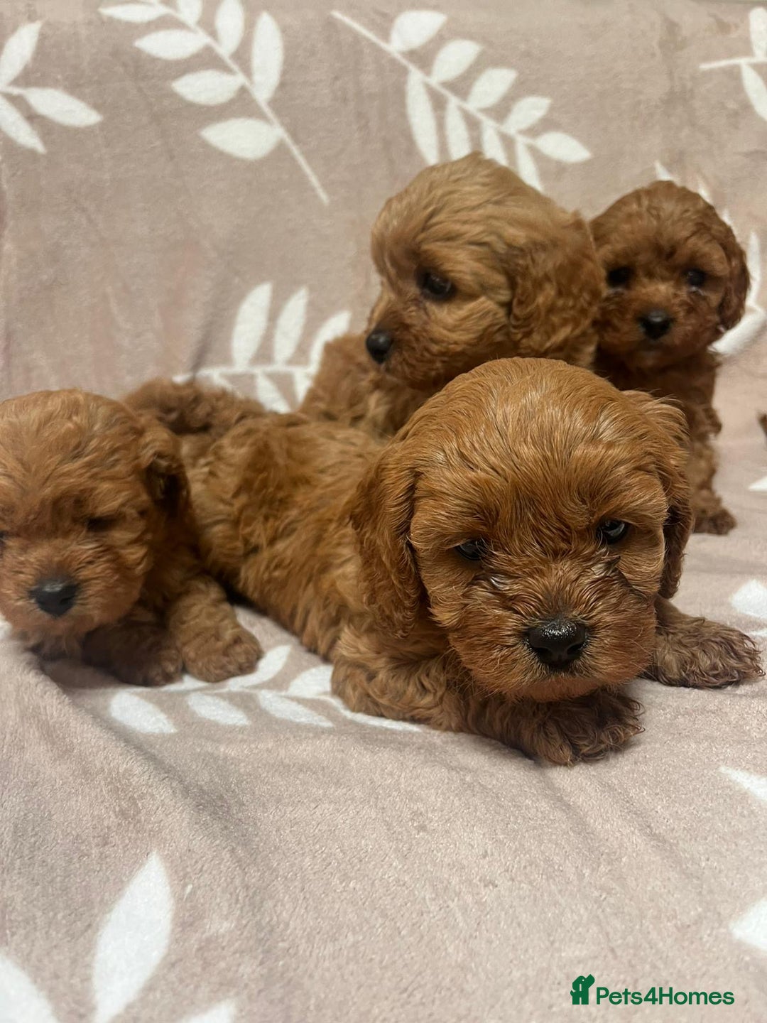 Cavapoo dogs for sale: Cavapoo Puppy’s - Image 5