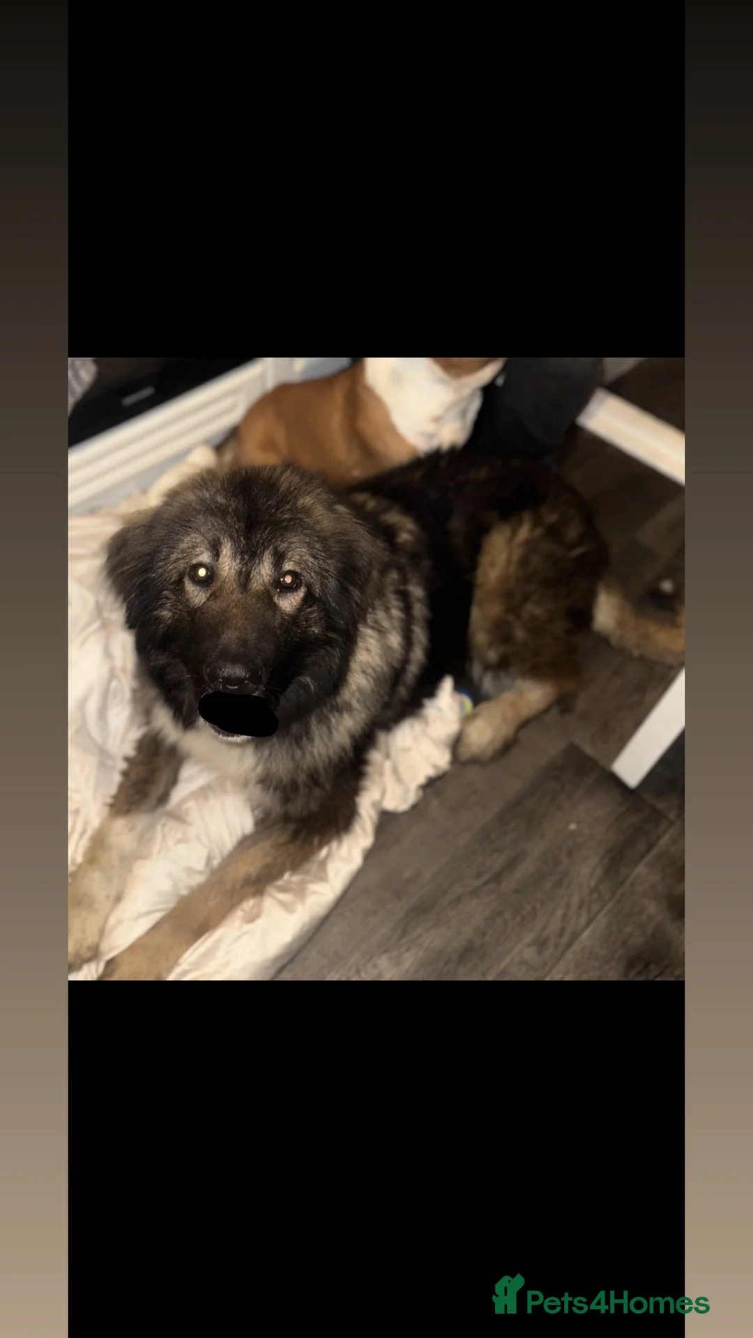 Caucasian Shepherd Dog dogs for sale: Female Caucasian shepherd  - Advert 1