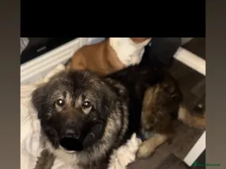 Caucasian Shepherd Dog dogs Female Caucasian shepherd - Advert 8