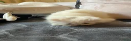 Persian cats for sale: Two pretty Persian kittens looking for a home - Advert 11