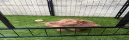 Miniature Dachshund dogs for sale: Re homing our 10 week old chocolate dapple male - Advert 1