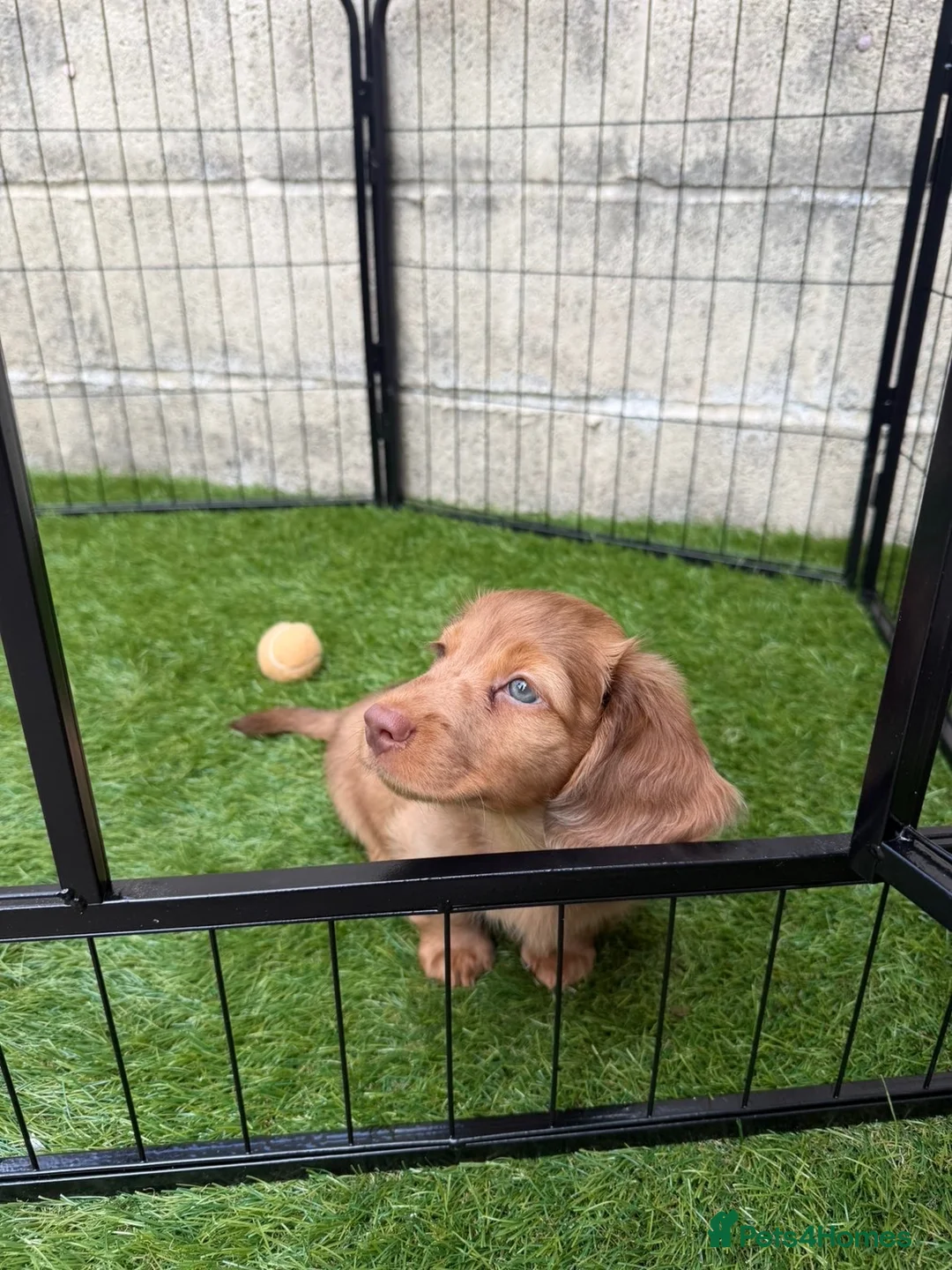 Miniature Dachshund dogs for sale: Re homing our 10 week old chocolate dapple male - Advert 1