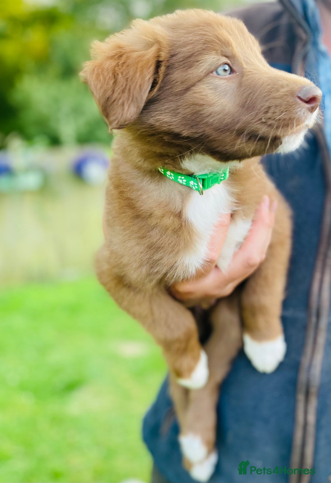 Border Collie dogs for sale: *7 Adorable Border collie pups* - Image 10