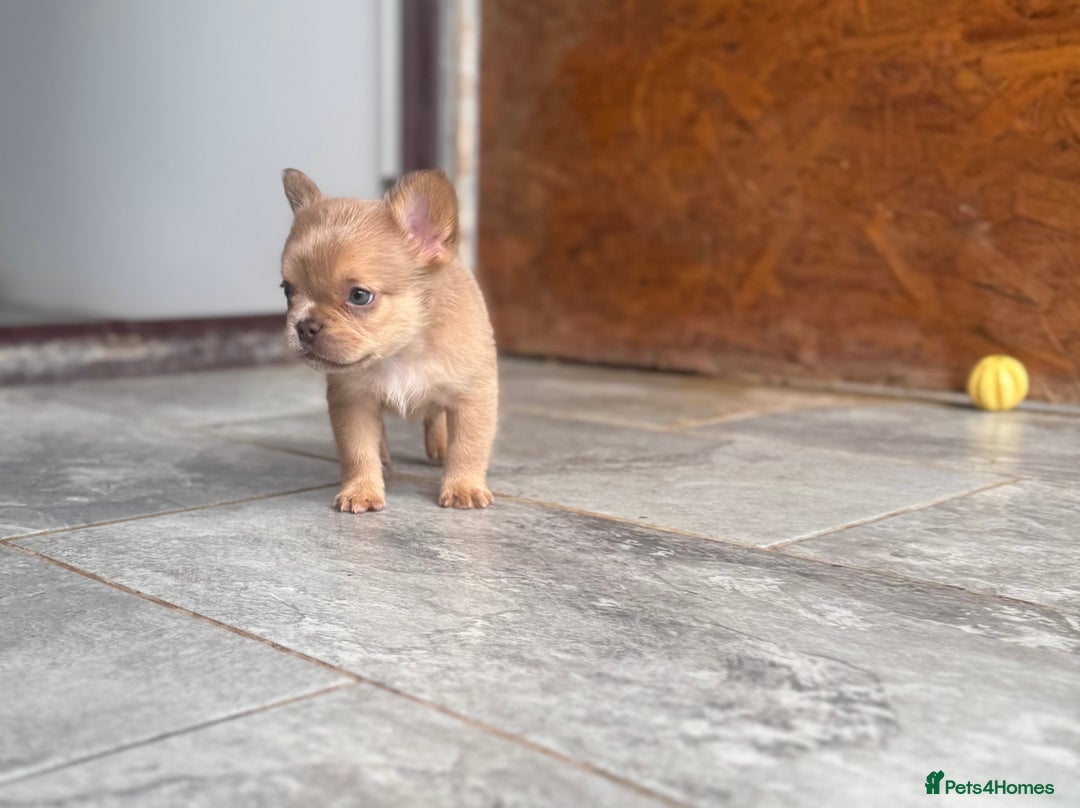 French Bulldog dogs for sale: Fluffy French Bulldogs/DNA Tested Parents  - Image 9