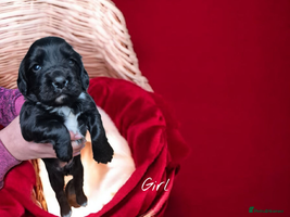 Sprocker dogs - Advert 5