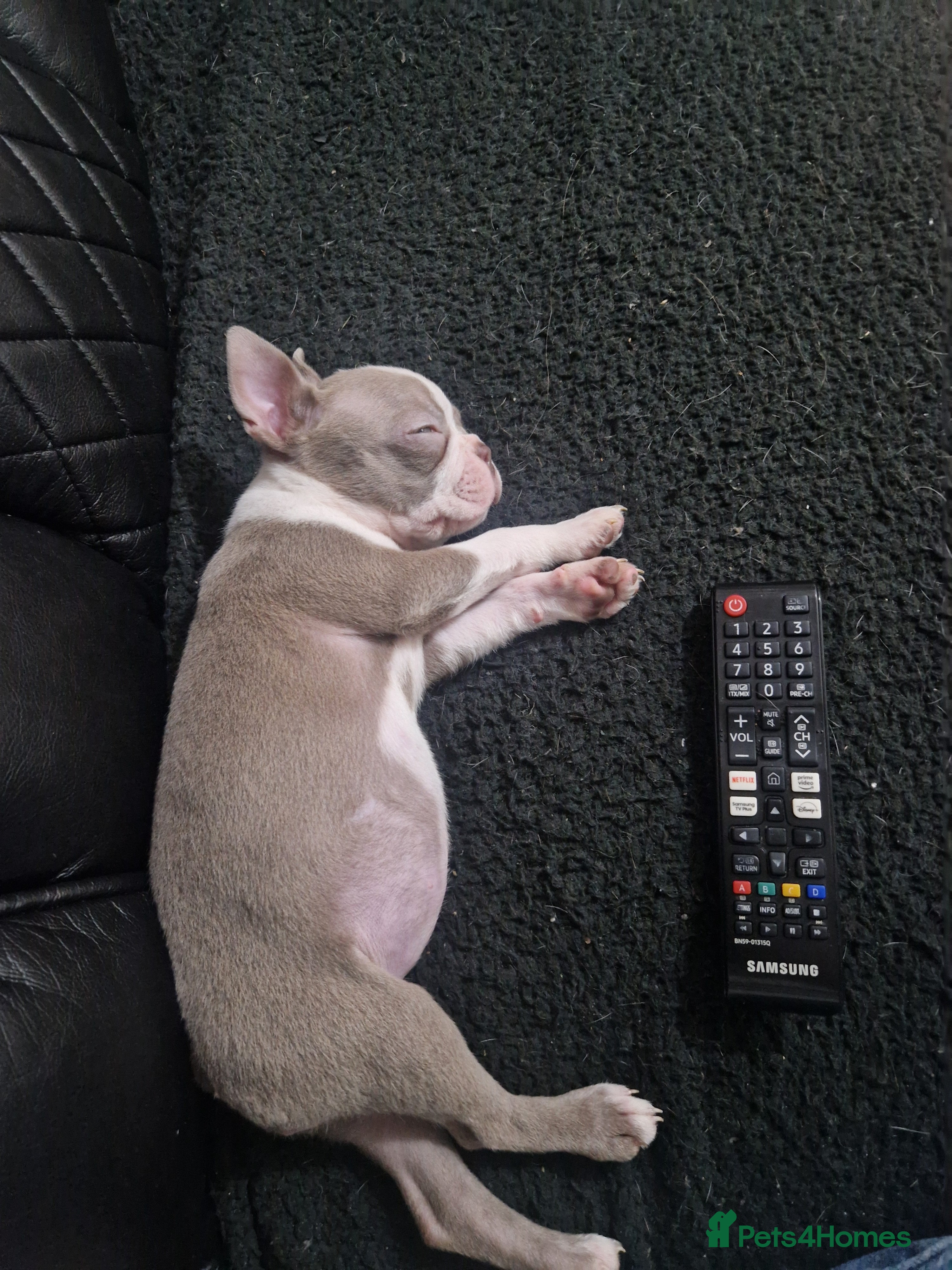 Boston Terrier dogs Stunning KC Champagne boston bitch for sale  - Advert 2