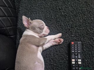 Boston Terrier dogs Stunning KC Champagne boston bitch for sale - Advert 2