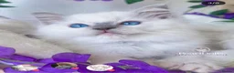 Ragdoll cats for sale: Lilac mitted ragdoll male - Advert 10