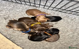 Cocker Spaniel dogs for sale: 🐾Cocker Spaniel Puppies-Ready in 5 Weeks🐾 - Image 2