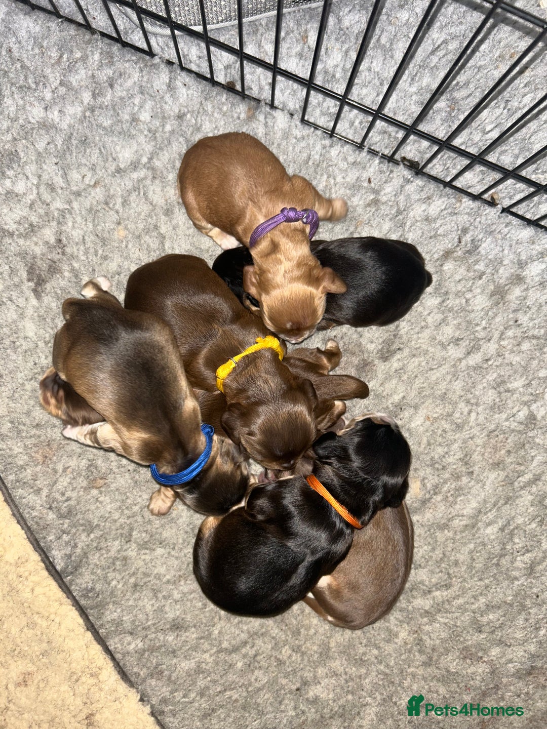 Cocker Spaniel dogs for sale: 🐾Cocker Spaniel Puppies-Ready in 5 Weeks🐾 - Image 2