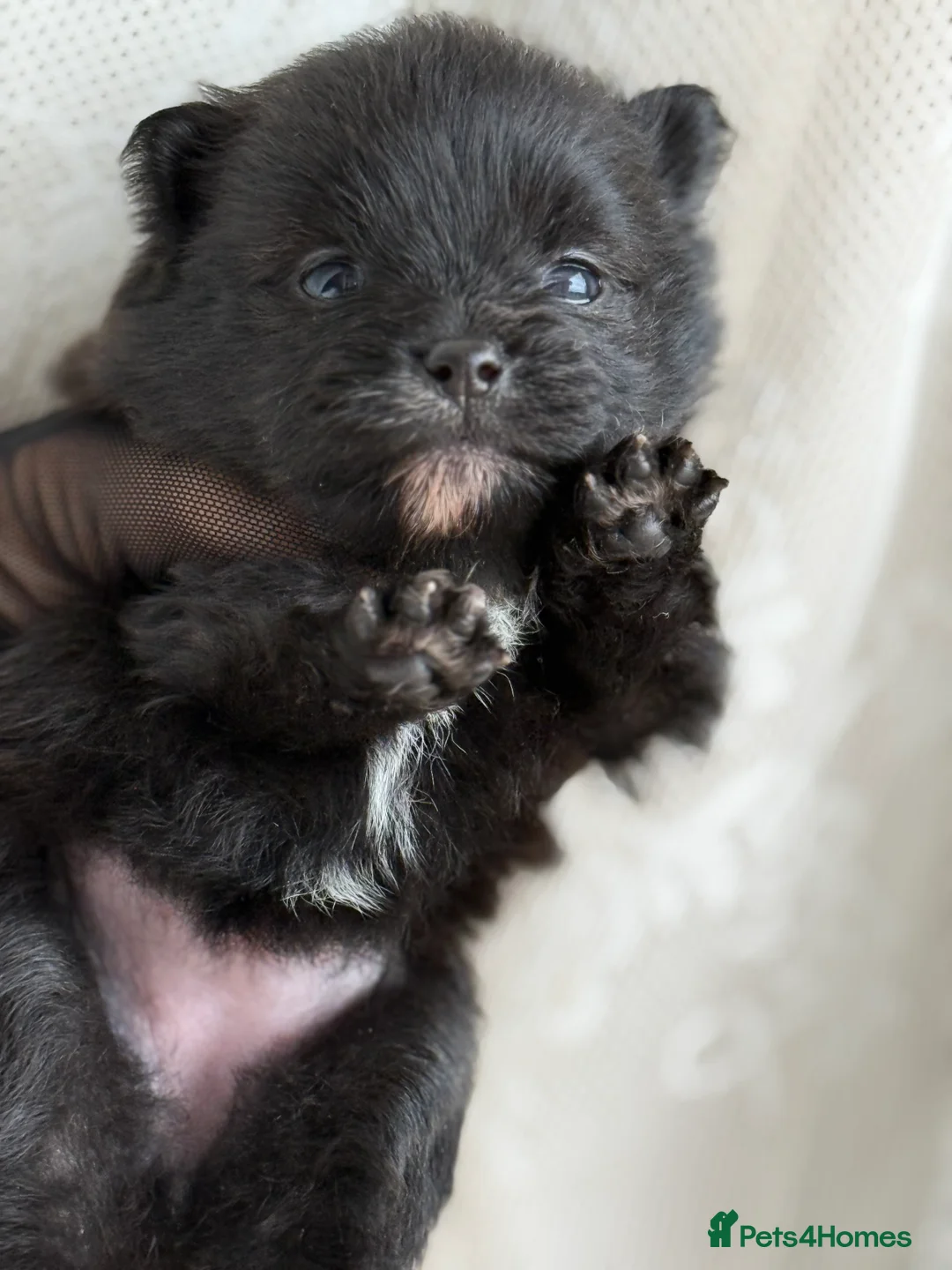 Pomeranian dogs for sale: Black and cream puppies - Advert 6