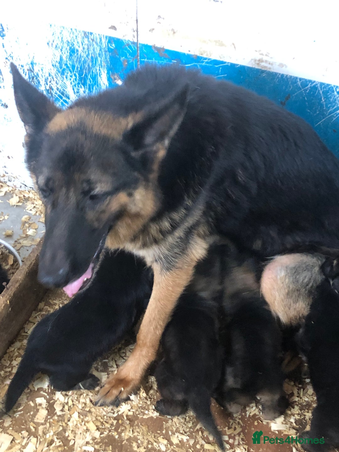 German Shepherd dogs for sale: Gorgeous German shepherd puppies  - Image 12