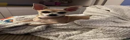 Chihuahua dogs for sale: Deer head Chihuahua  in Manchester - Advert 1