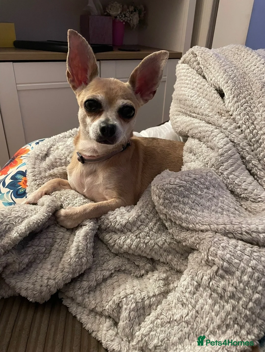 Chihuahua dogs for sale: Deer head Chihuahua  in Manchester - Advert 1