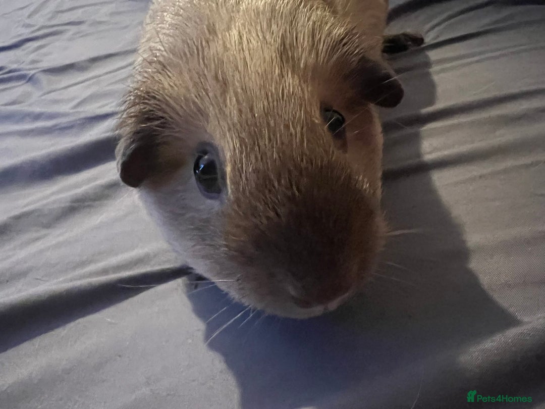 Guinea Pig rodents for sale: Female guinea pigs  - Advert 22