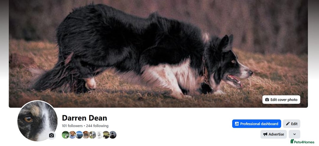 Border Collie dogs for sale: Border Collie sheepdog pups  - Image 6