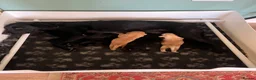 Labrador Retriever dogs for sale: Labrador Puppies - Advert 1