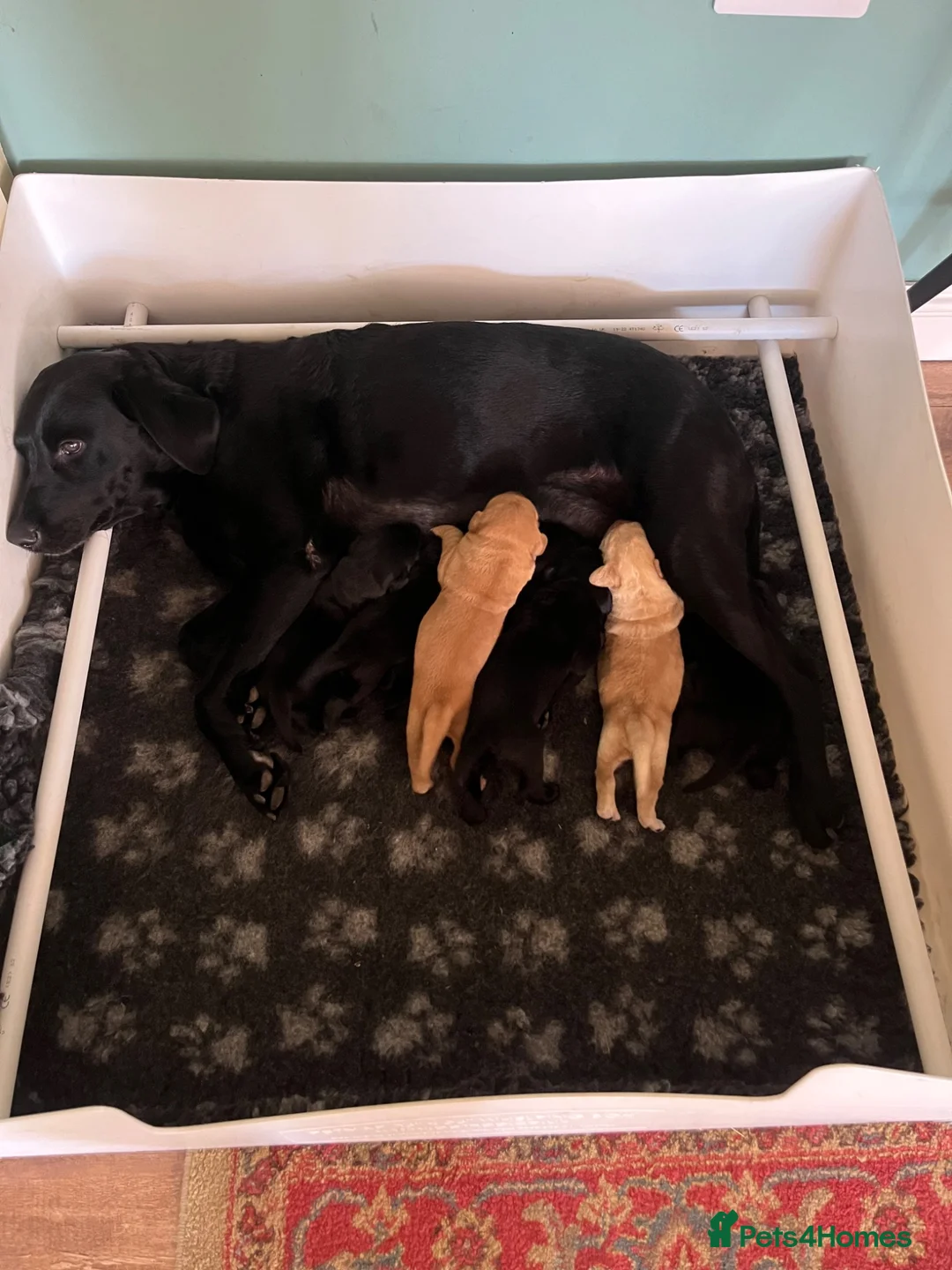 Labrador Retriever dogs for sale: Labrador Puppies - Advert 1