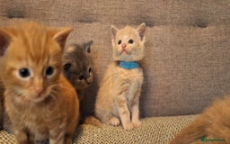 British Shorthair cats for sale: Beautiful Cream & Ginger Kittens  - Image 9