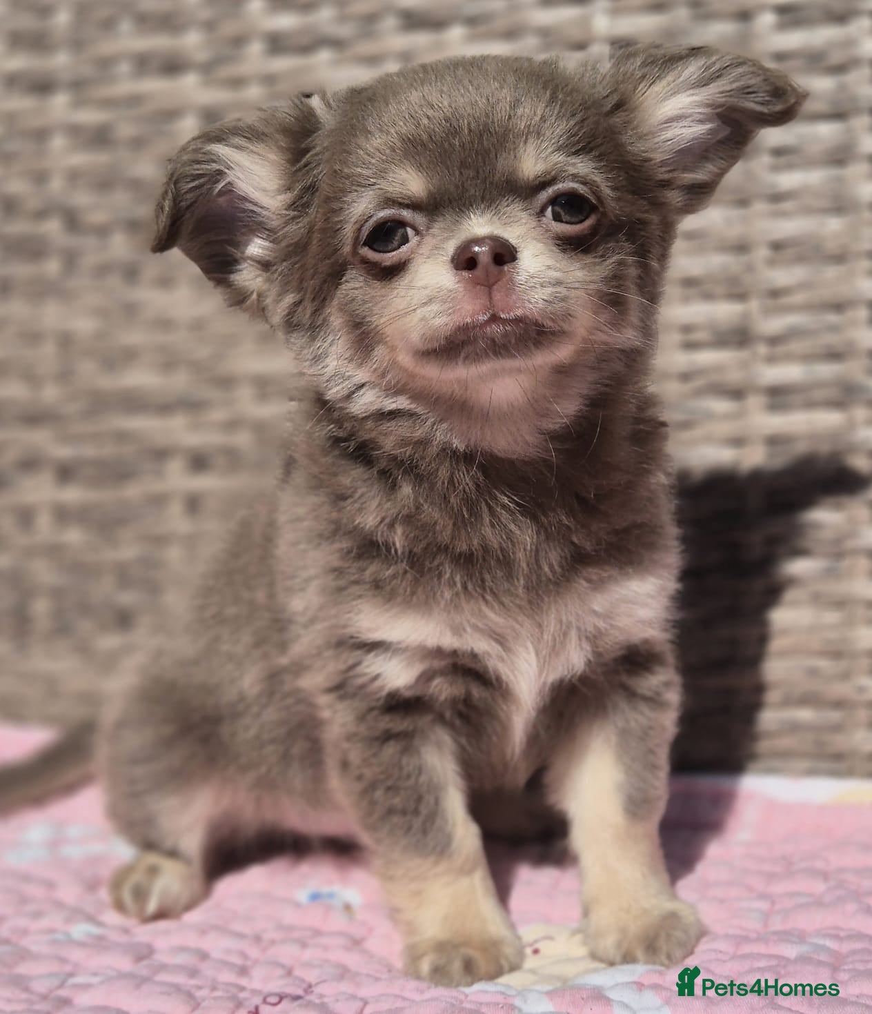 Chihuahua dogs  LONGCOAT CHIHUAHUA PUPPIES RARE LILAC/BLUE HUSKY - Advert 2