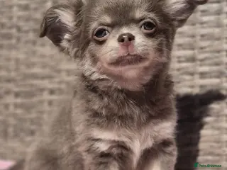 Chihuahua dogs for sale: Amazing Longcoat Chihuahua Puppies. READY NOW - Advert 2