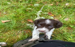 English Springer Spaniel dogs for sale: Springer spaniel pups  - Image 8