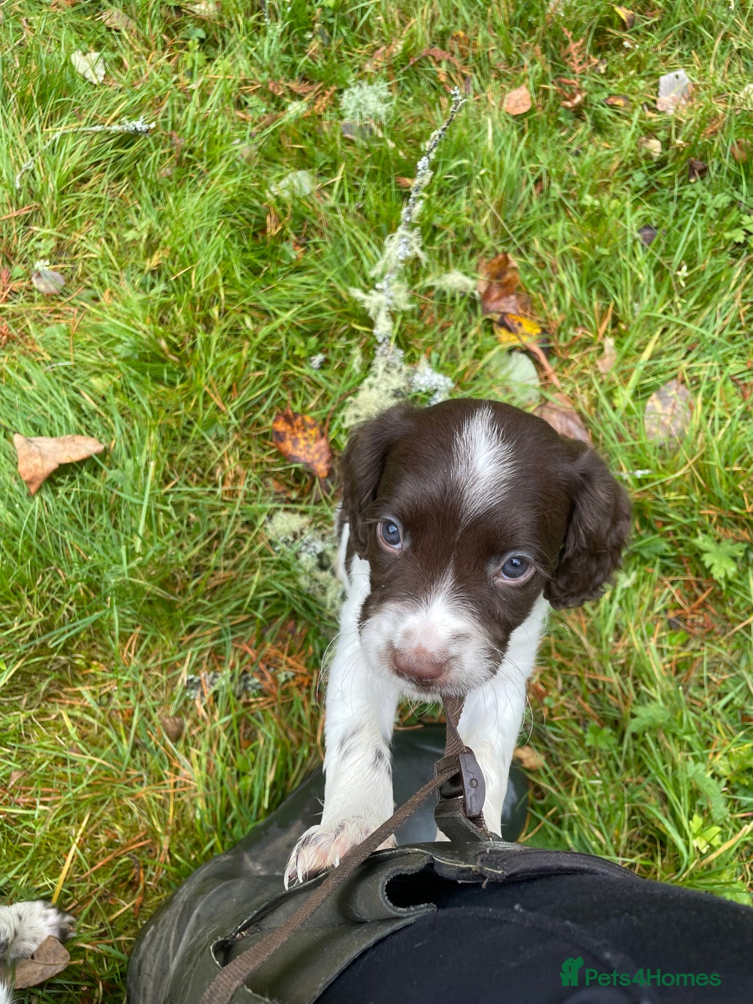 English Springer Spaniel dogs for sale: Springer spaniel pups  - Image 8