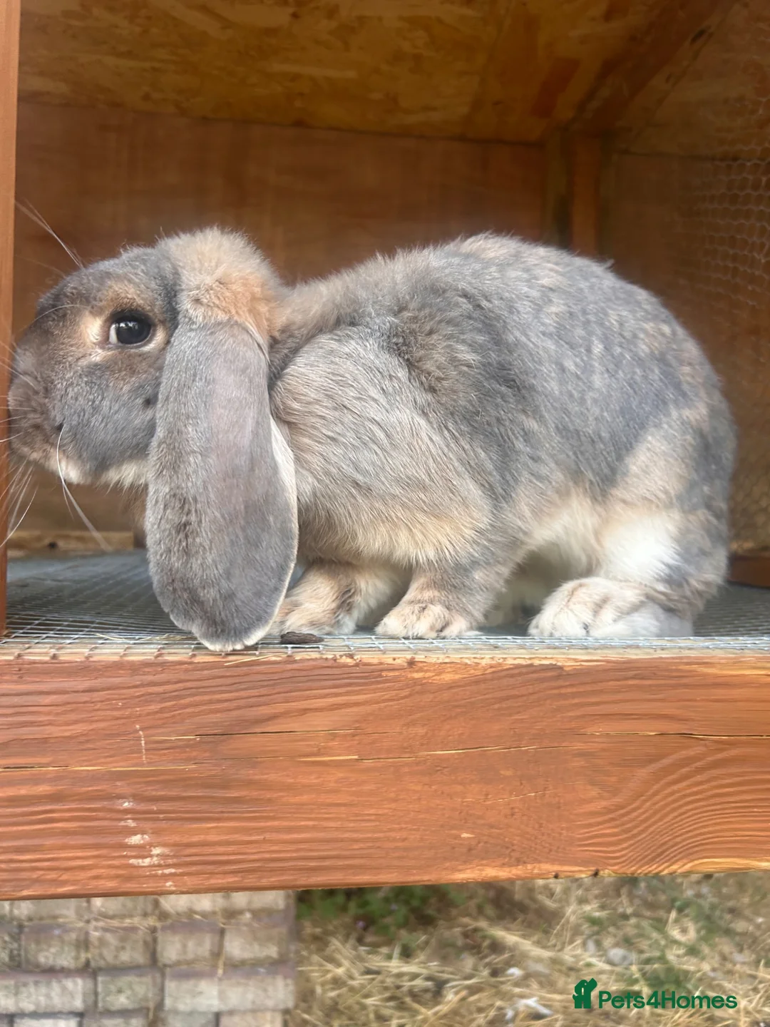 French Lop rabbits for sale: French lop - Advert 2