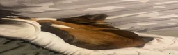 German Shepherd dogs for sale: German shepherd puppy  in Bourne - Advert 5